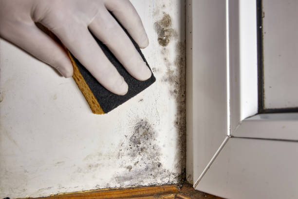 Best Emergency Mold Remediation  in Keaau, HI